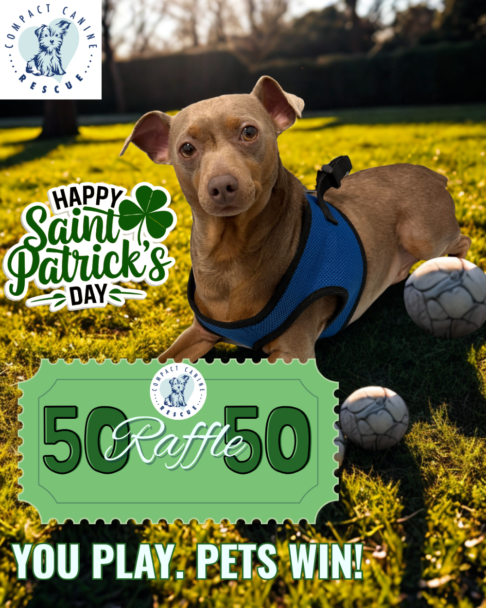 St. Paddy's Day social media post for Compact Canine Rescue. A dog is pictured in a sunny yard with a soccer ball. The graphic includes a green '50/50 Raffle' ticket design and the Compact Canine Rescue logo in the top corner.